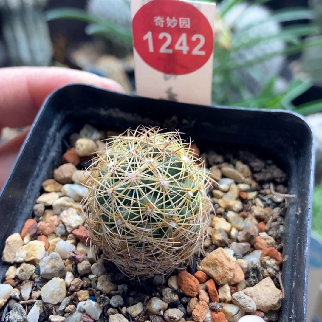 实生密刺狮子奋迅一颗仙人球