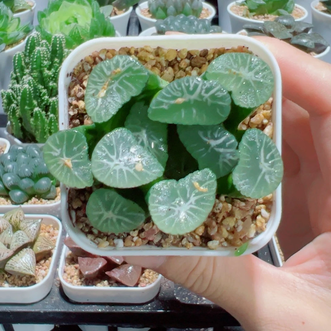 实生玉龙万象，11.8，666