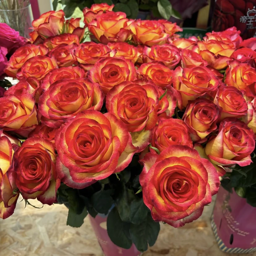 两广可入【帝王·老虎】双色高杯月季花期长1加仑2.5L根接苗云南发货