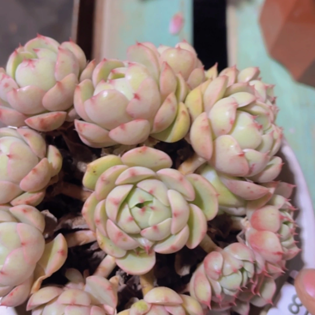 【闪购商品】笨吧16318