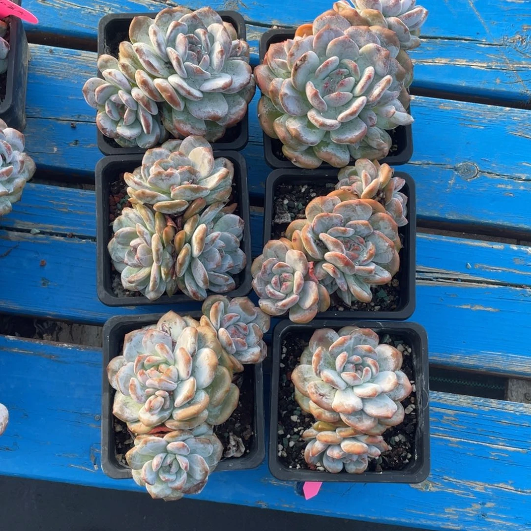 奶盖老桩六个一组清台子