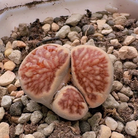 1013菊红窗菊花纹怪母本