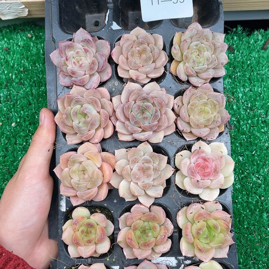 多肉一物一拍11-59