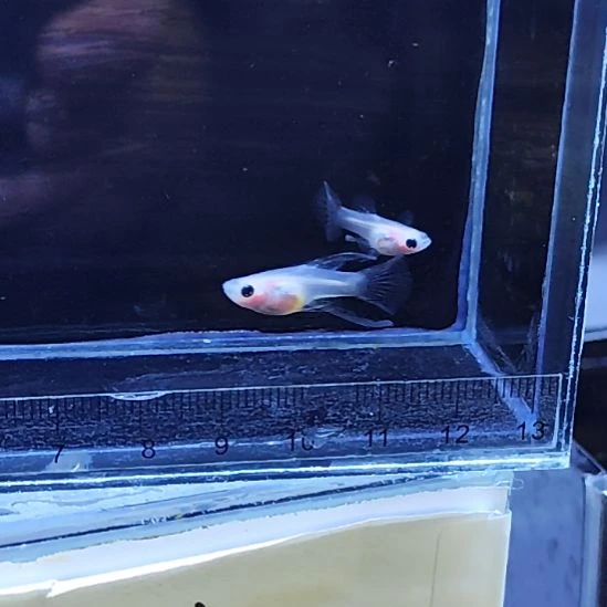 孔雀鱼15超透玻璃猫大C一对