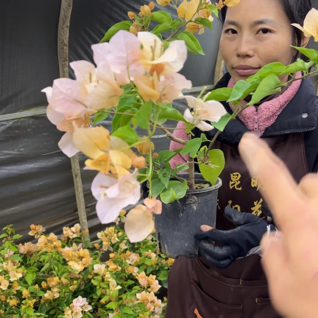 完全开放（嫡公主）三角梅会落花落叶会光杆苗有大有小