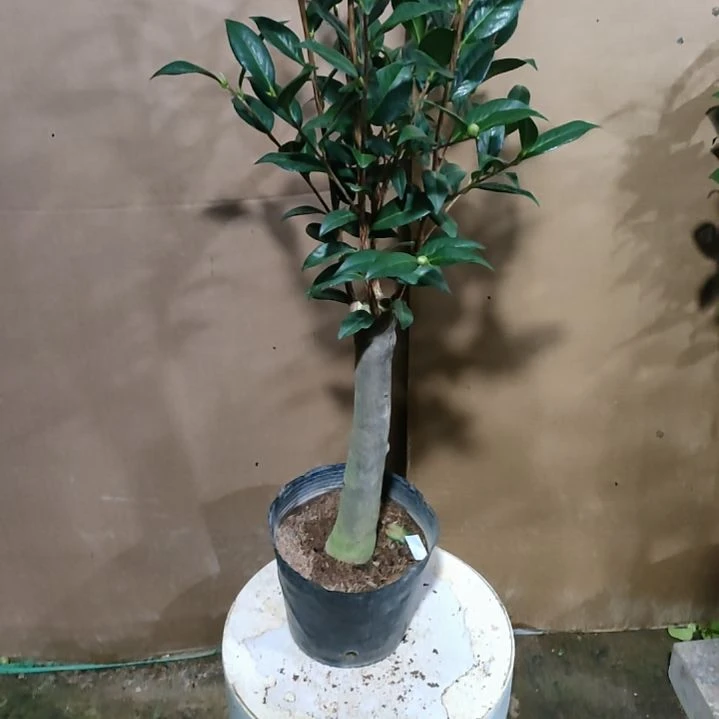 849露易斯，原盆原土发货，不包邮