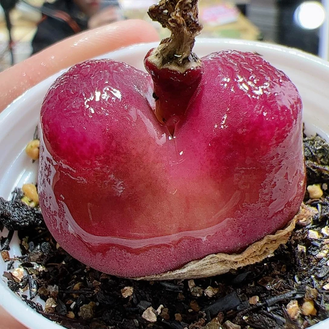 【闪购商品】139 带盆