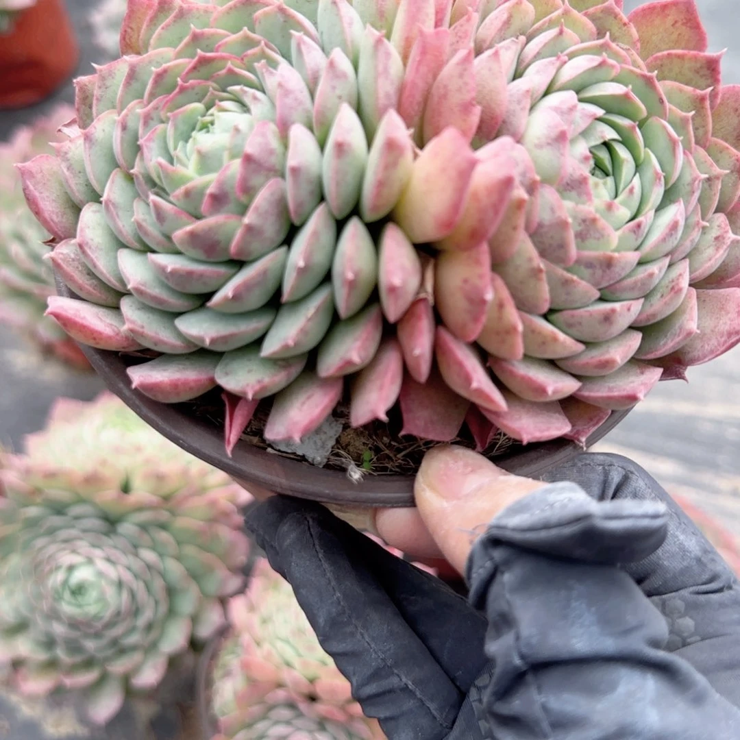 无花朵朱砂痣群生