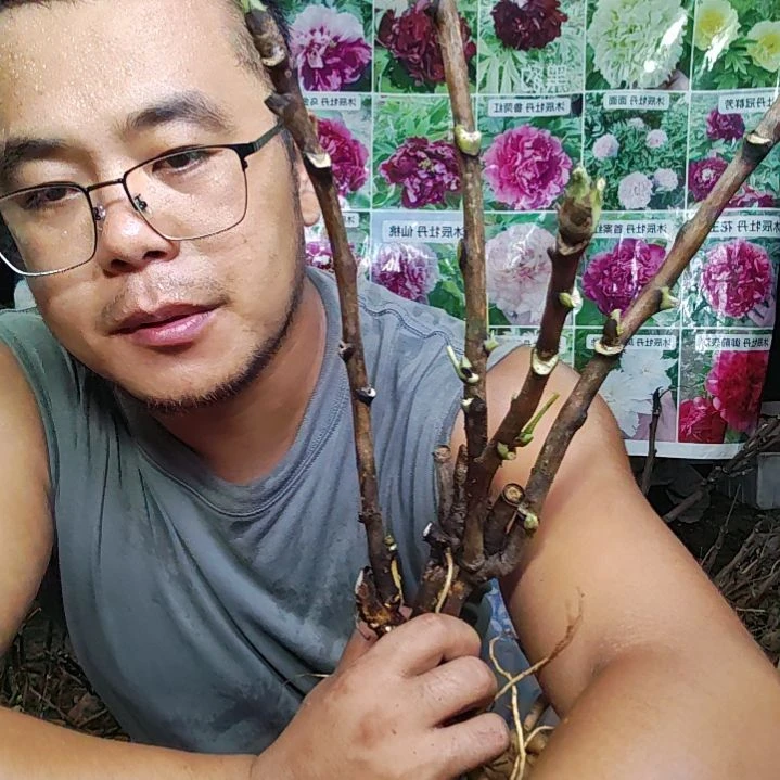 无花朵青松.........