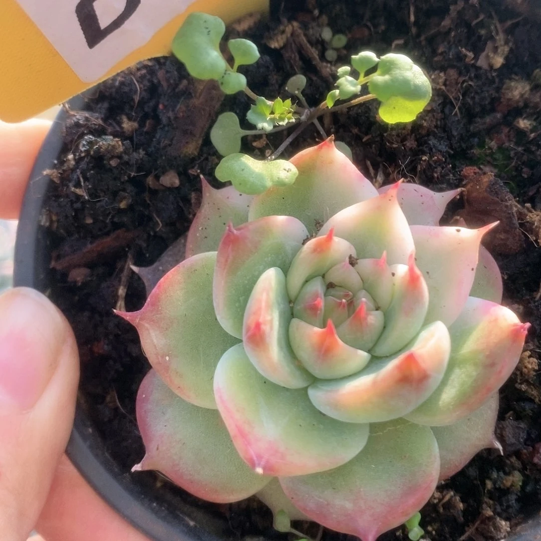 287锦锦锦锦锦锦锦