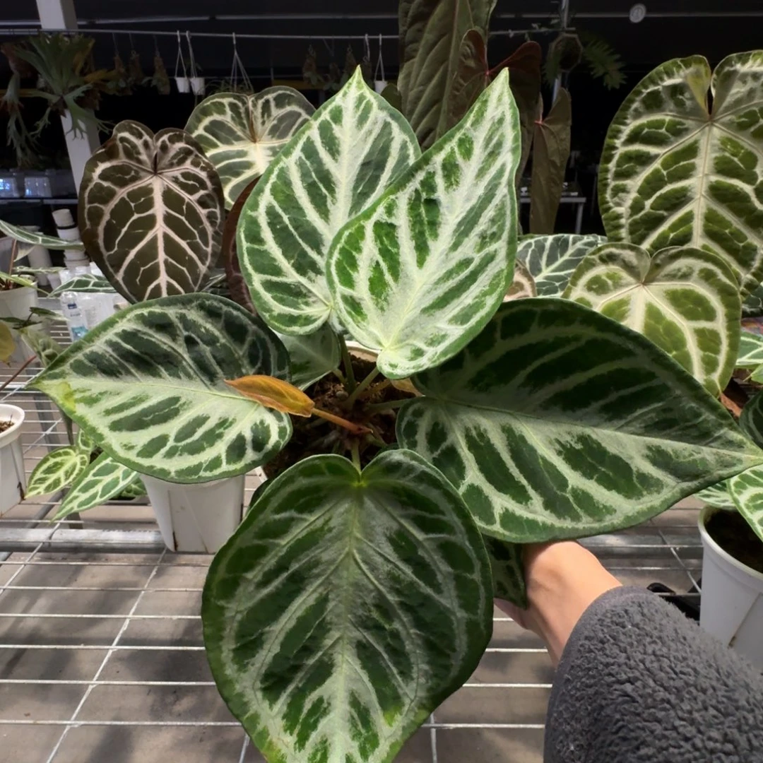 不开花植物白月光