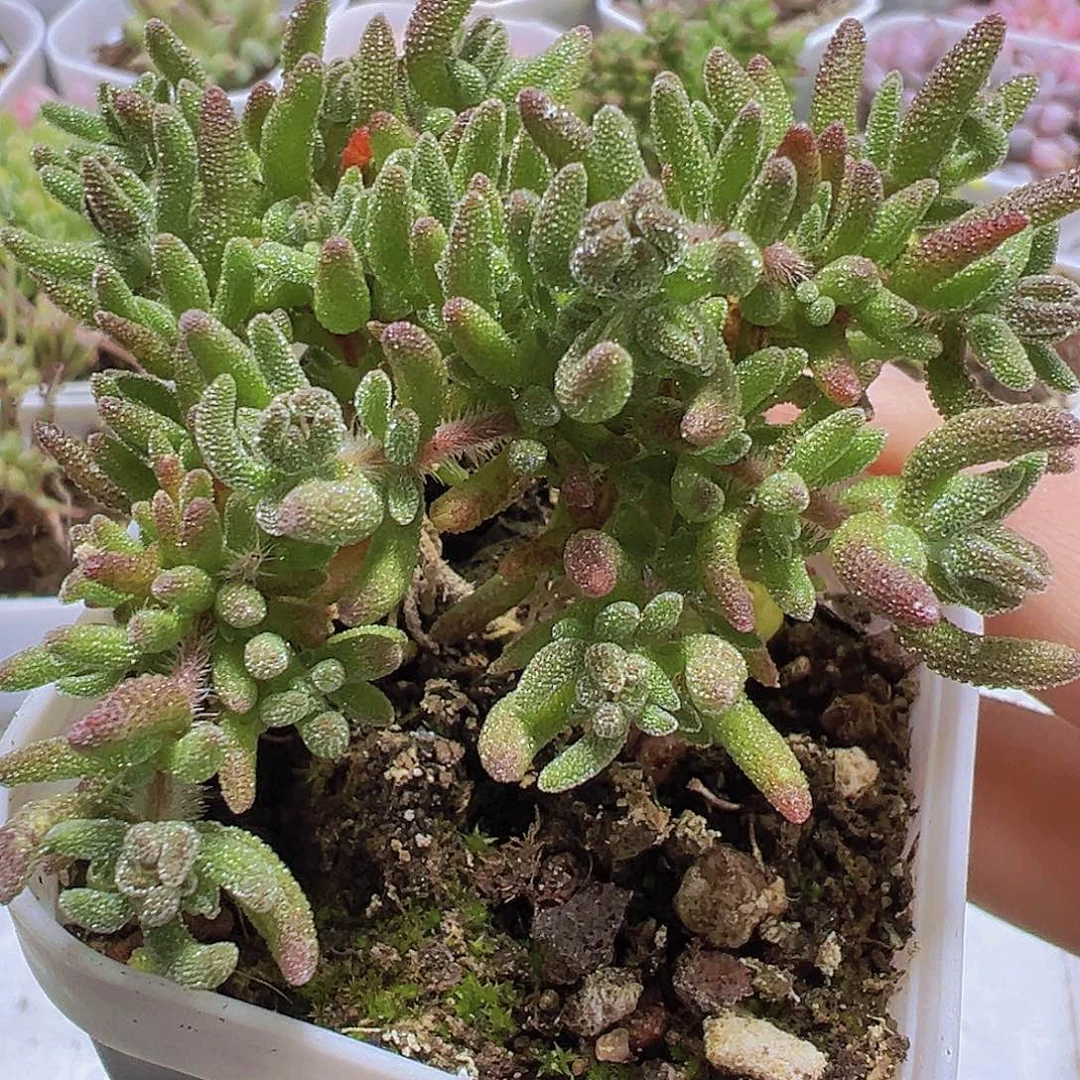 狐狸枝干19包邮多肉植物