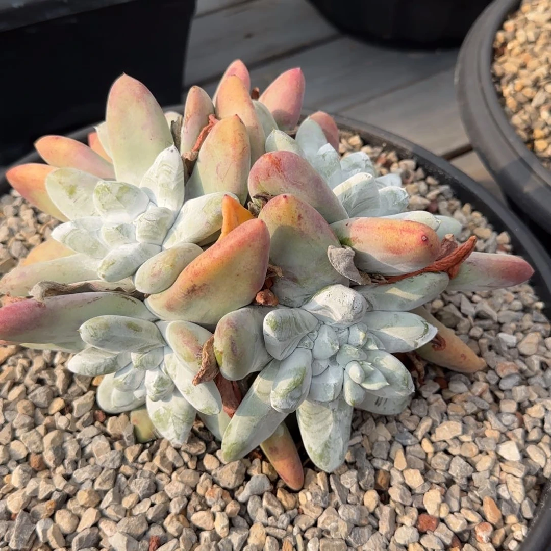 呆*20250224002多肉植物呆呆