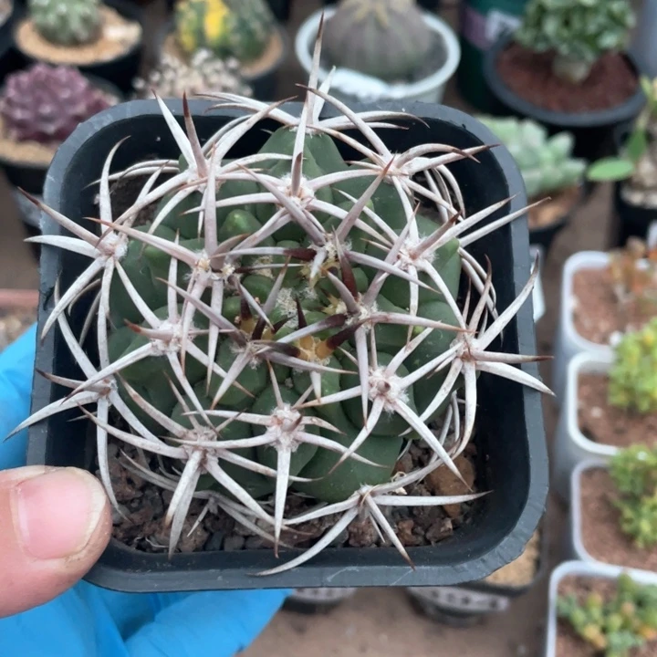 298狂刺碧岩玉翁仙人球