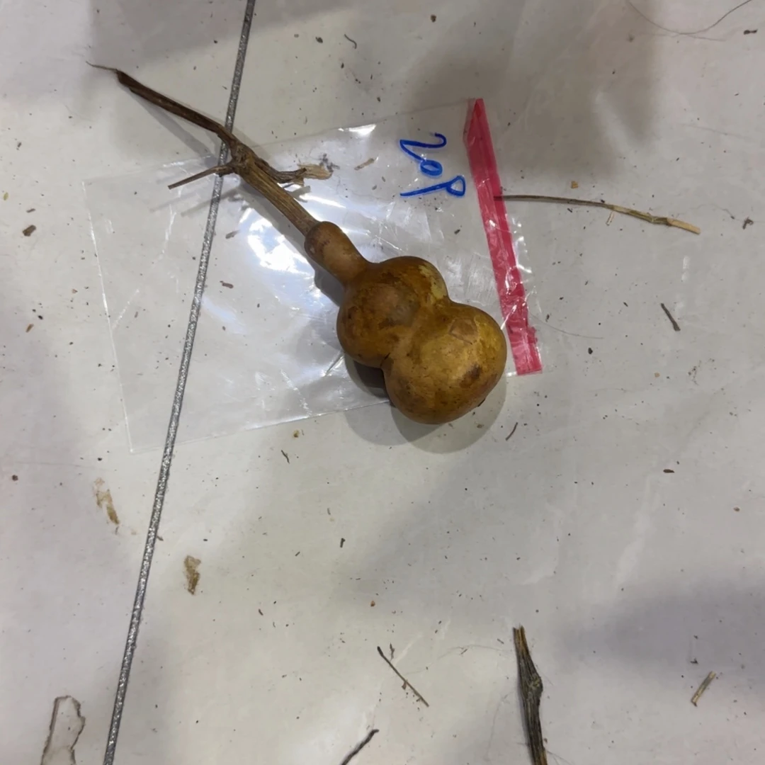 本***八葫芦哥hi过分刚回家很喜欢急急急