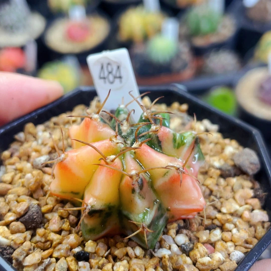 盆5公分满25包邮裸根发货