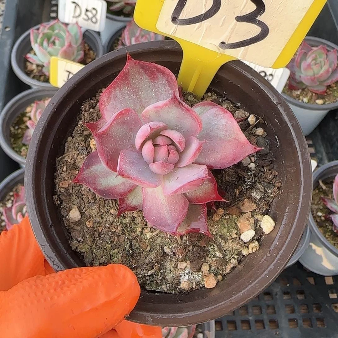 一****?D3惊鸿单头多肉