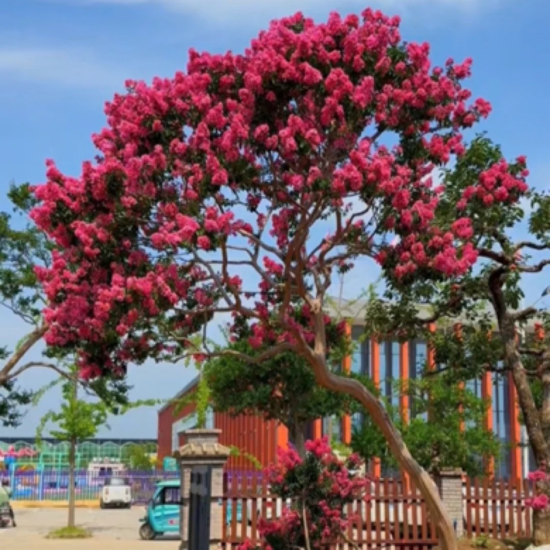 庭院别墅景观天鹅绒红火箭紫薇 园林绿化耐寒耐旱适用于庭院景观