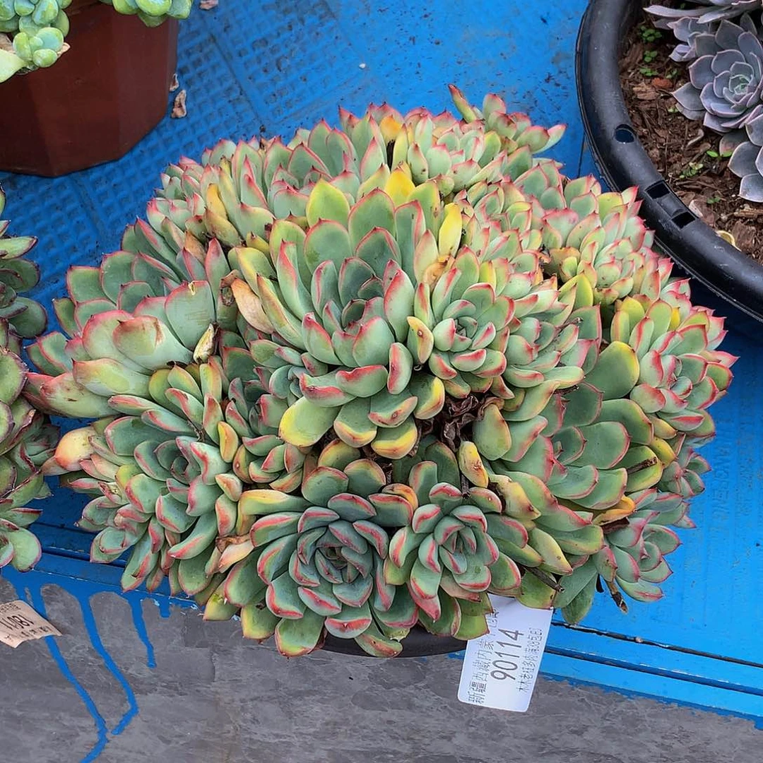 南**桓    荷花90114