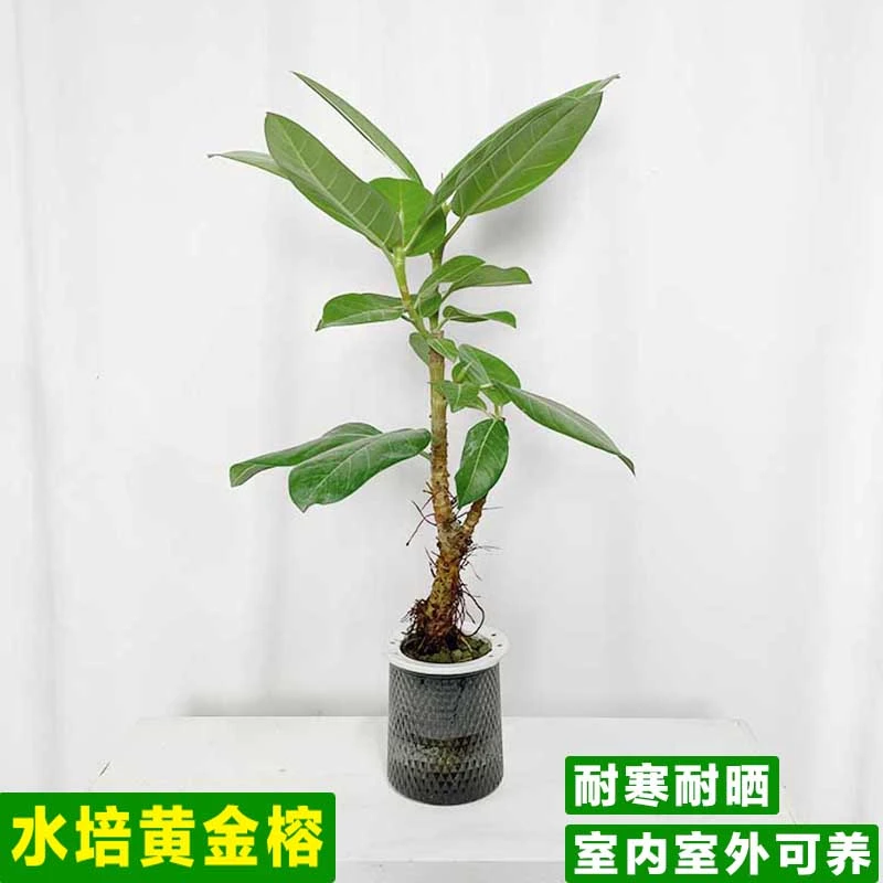 【水培黄金榕树】（耐寒耐晒)多年生网红绿植室内室外盆景观植物好养