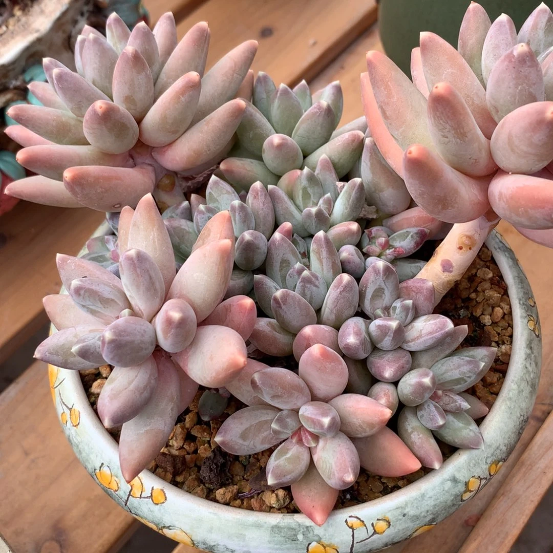 星空美人啊啊啊啊