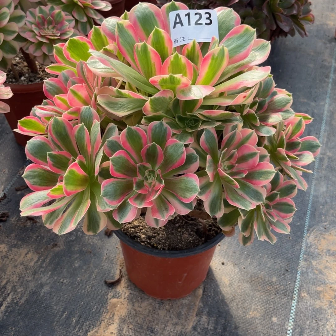 多肉植物粉女郎123多肉