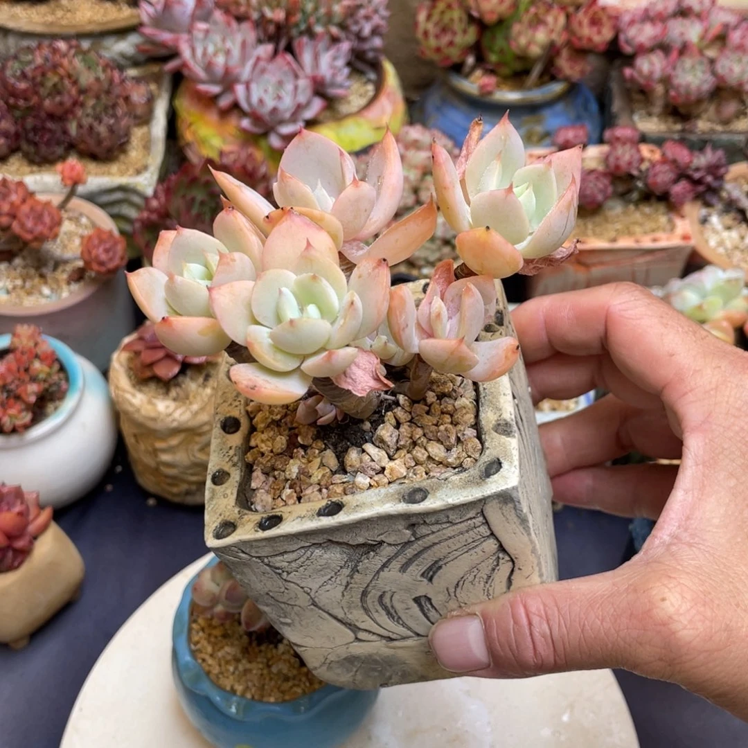 白凤杂交群粗腿群生