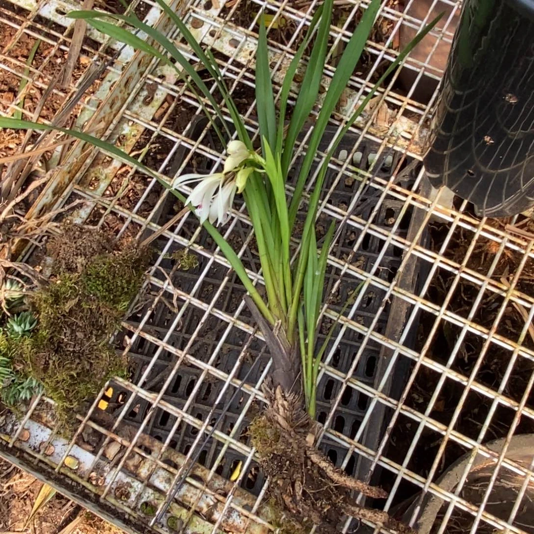 s***g完全开放棕根大雪兰红舌