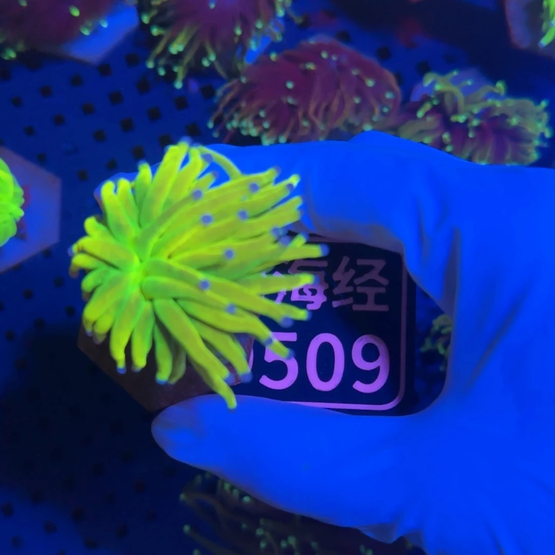 呵***呵纽扣珊瑚又又不包邮印尼圣杯D509