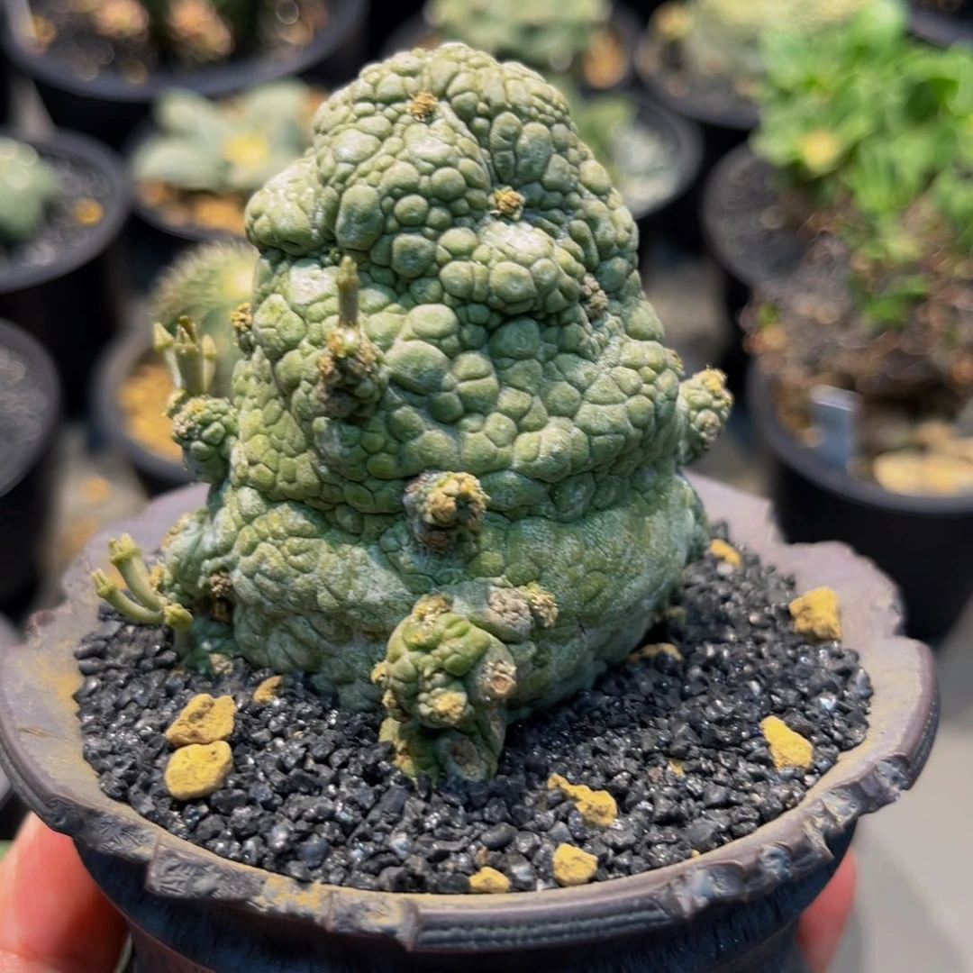 凝蹄玉xmmmmmmmmmm