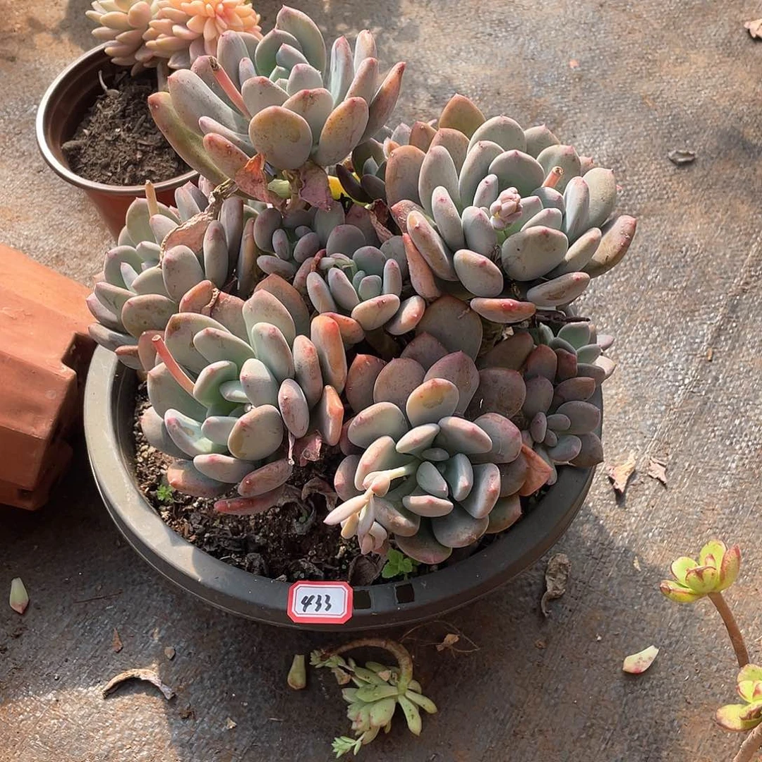 433灰姑娘一物一拍多肉