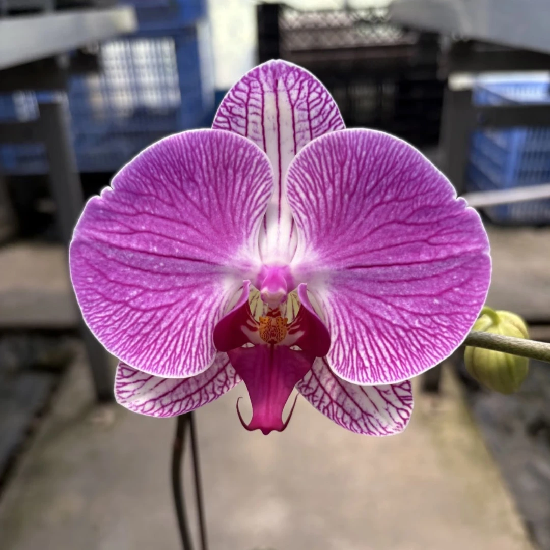 蝴蝶兰盆栽情人3号2.8寸单剑发货