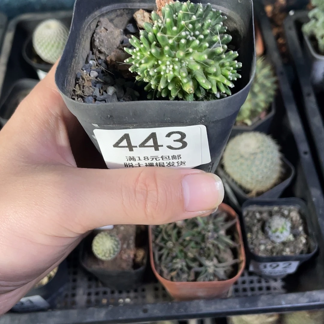 443松针牡丹（满18包邮）