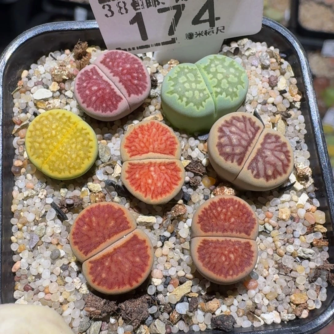 Zzzzx精品生石花174