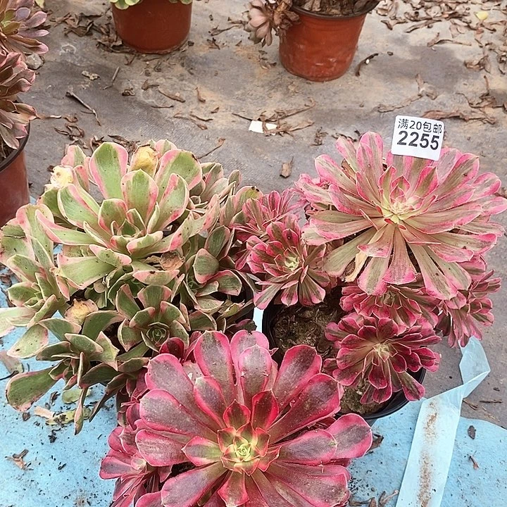 2255 三颗法师多肉