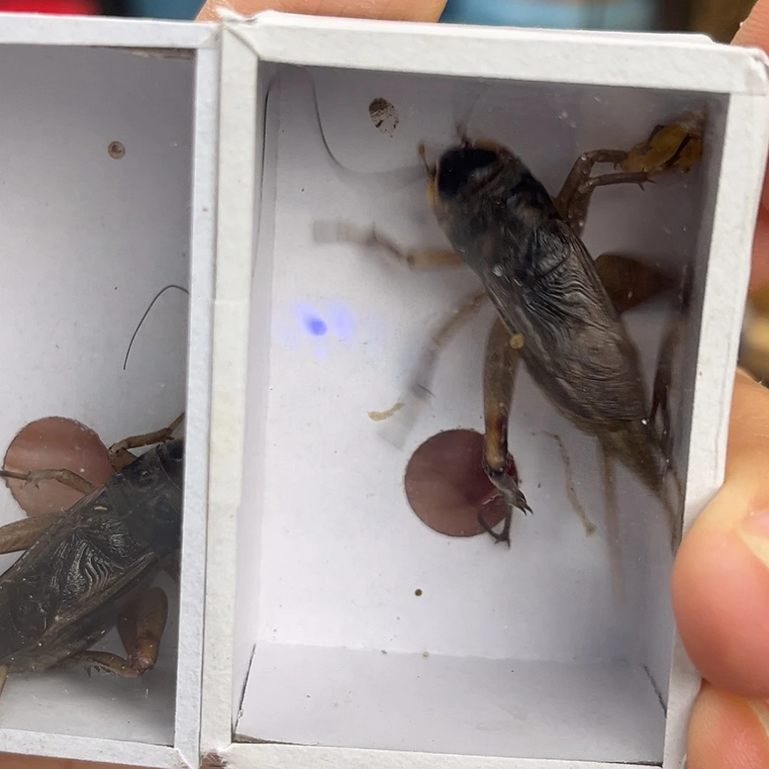 2条全品北京虫哈哈哈