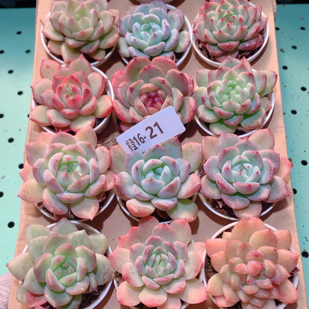 16-21一物一拍多肉带盆18颗
