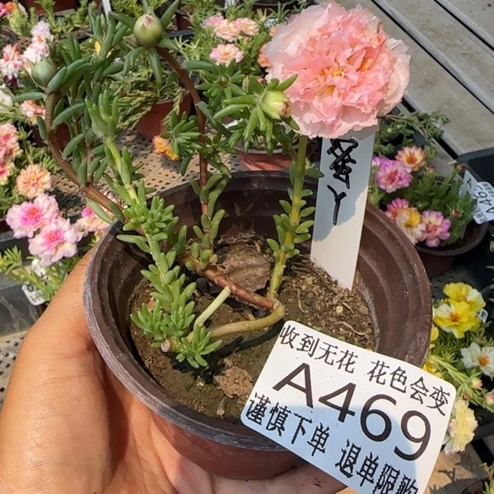 当前无花朵，栽培后可花朵A469超小苗盆口10cm