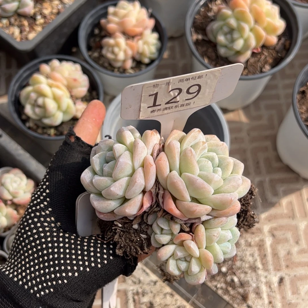 红陶129号多肉植物