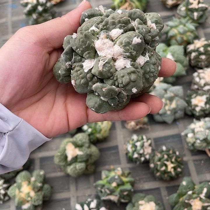 自根花牡丹怒瑕疵特价