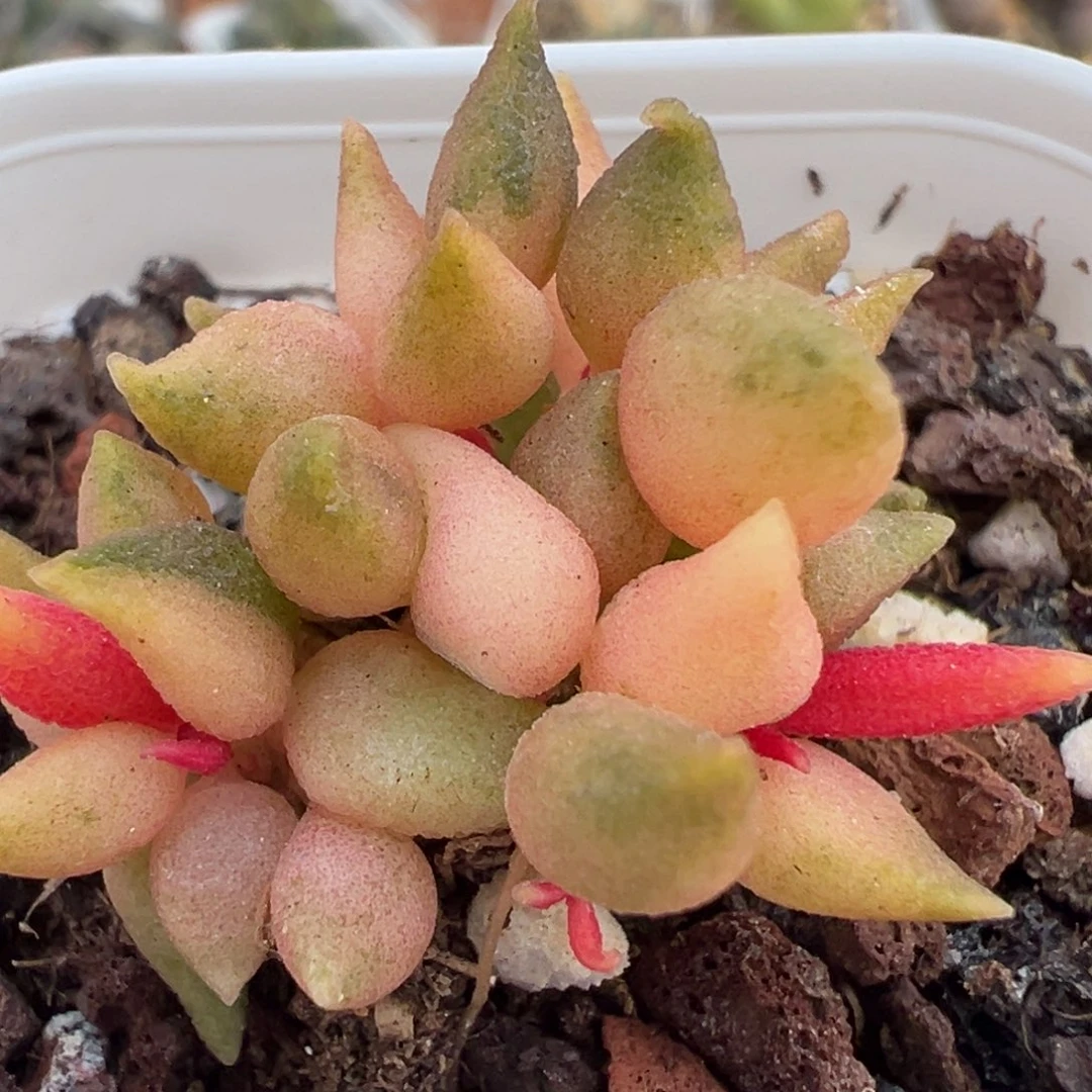 小辣椒锦多肉植物水泡多肉植物