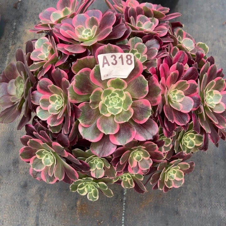 318金丝雀35厘米左右