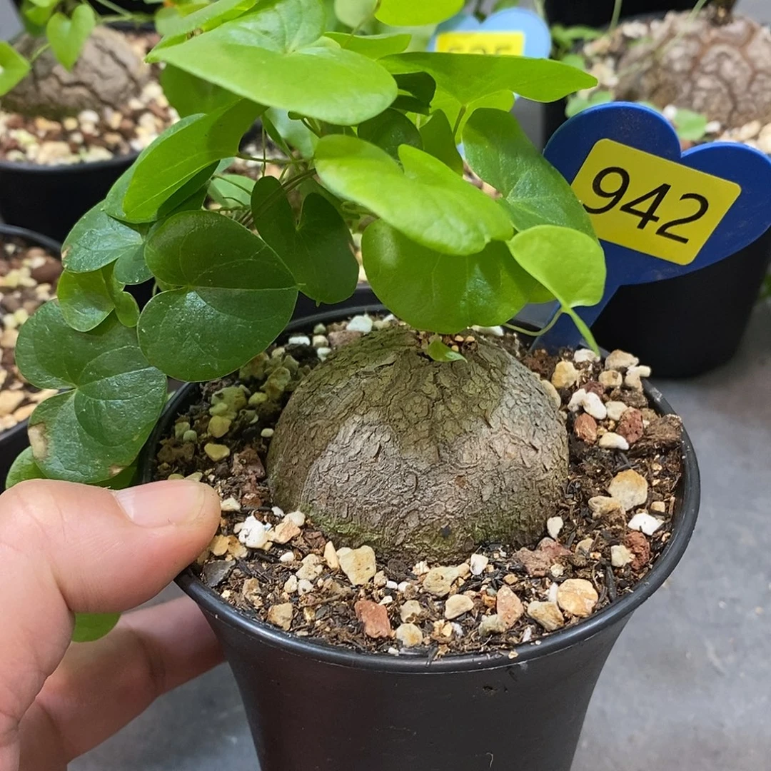 南非龟甲龙龟甲龙