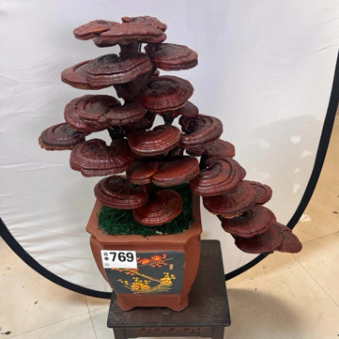 LINGZHI小苔藓盆景一对灵芝盆景灵芝摆件室内灵芝花灵芝草大摆件