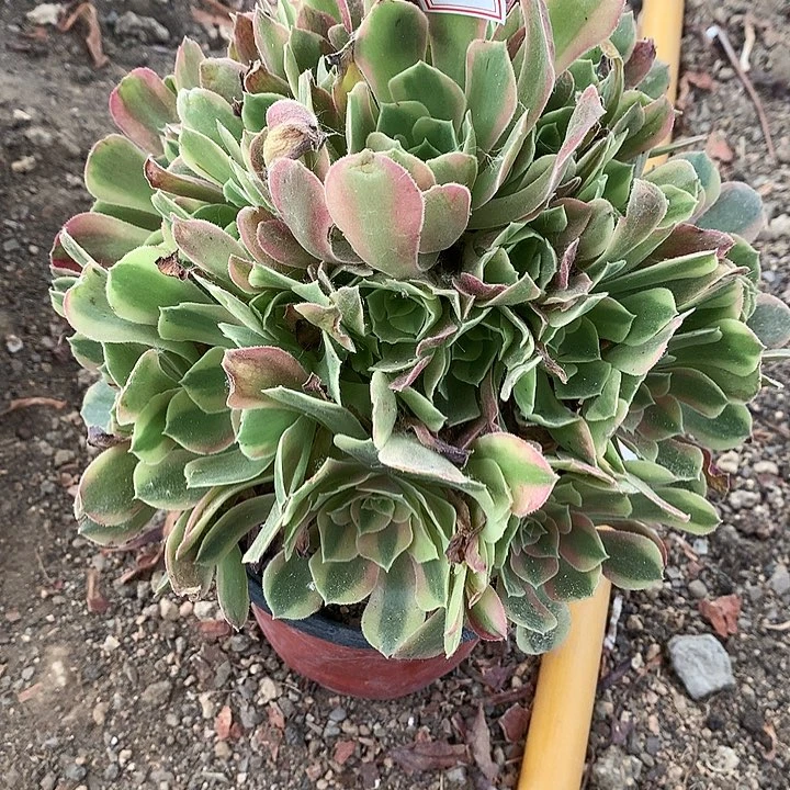 612红秀多肉植物