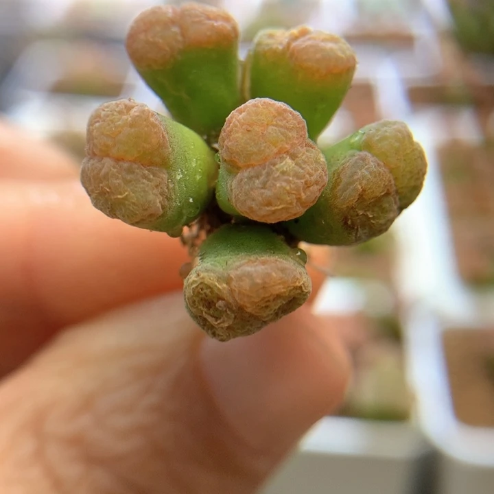 特特特 肉锥植物