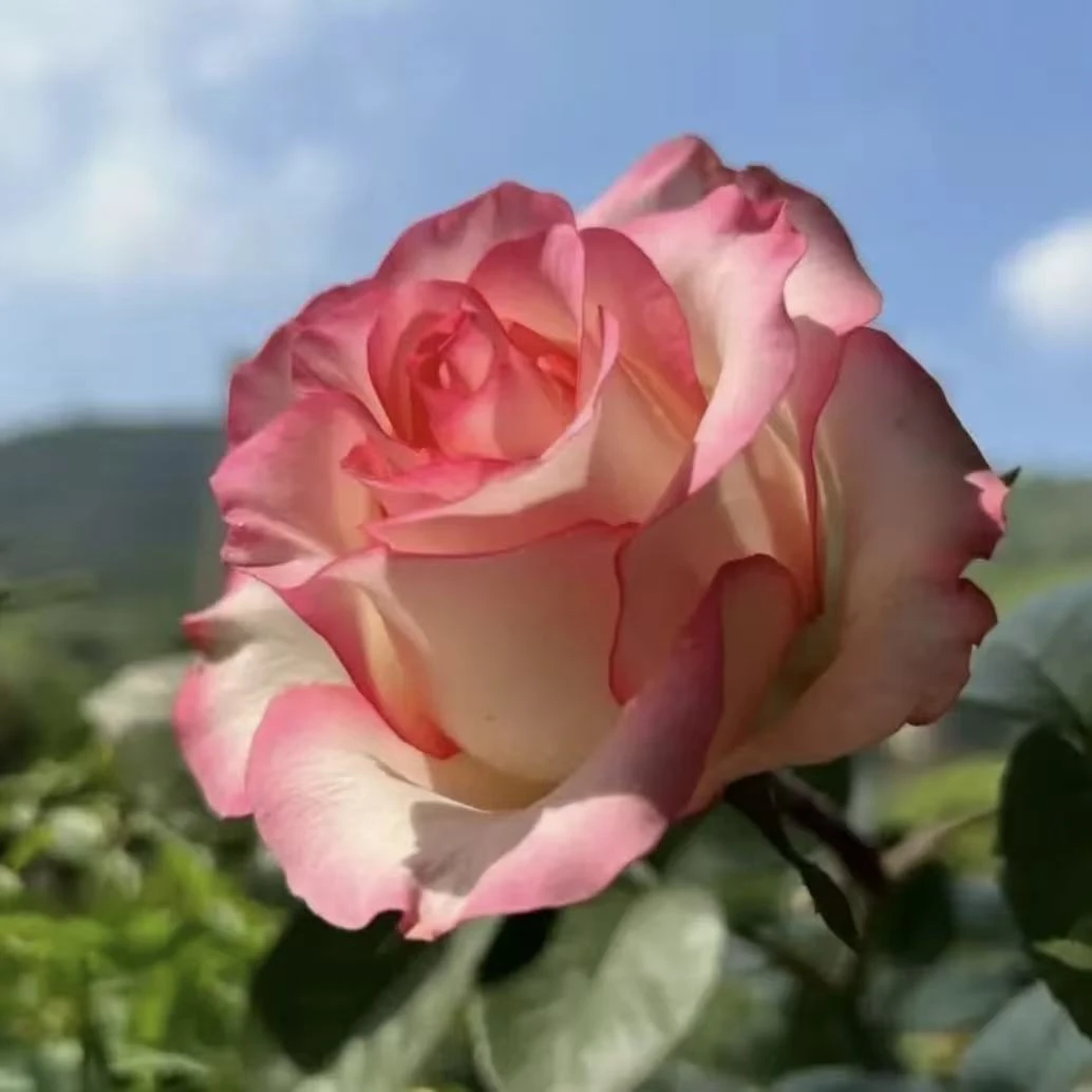 【艾莎】1加仑四季开花分支植株盆栽月季适合庭院阳台种植