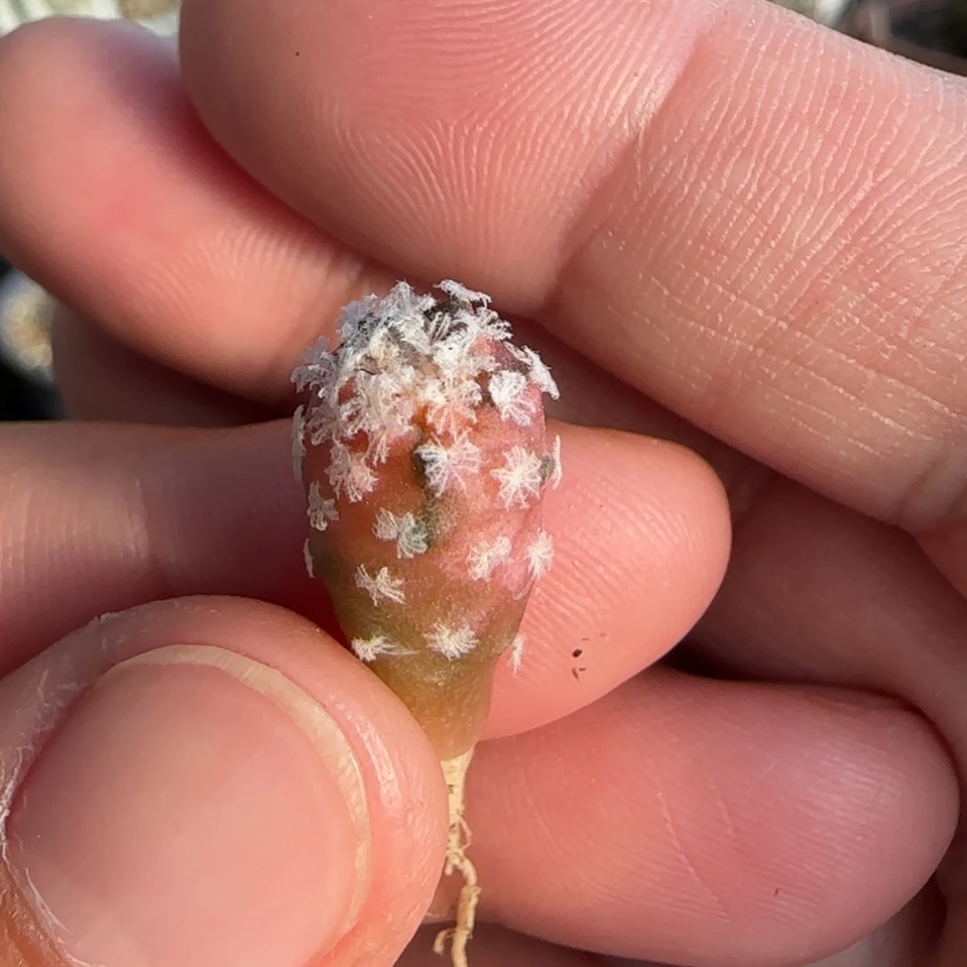 66实生 娇丽 1111