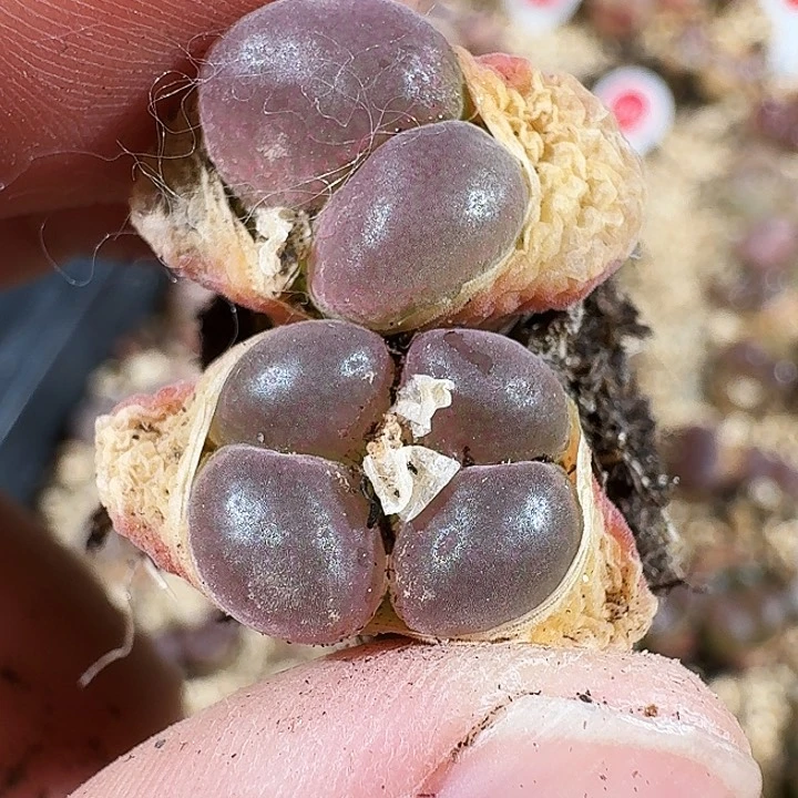 无花朵爱***猫多肉植物199