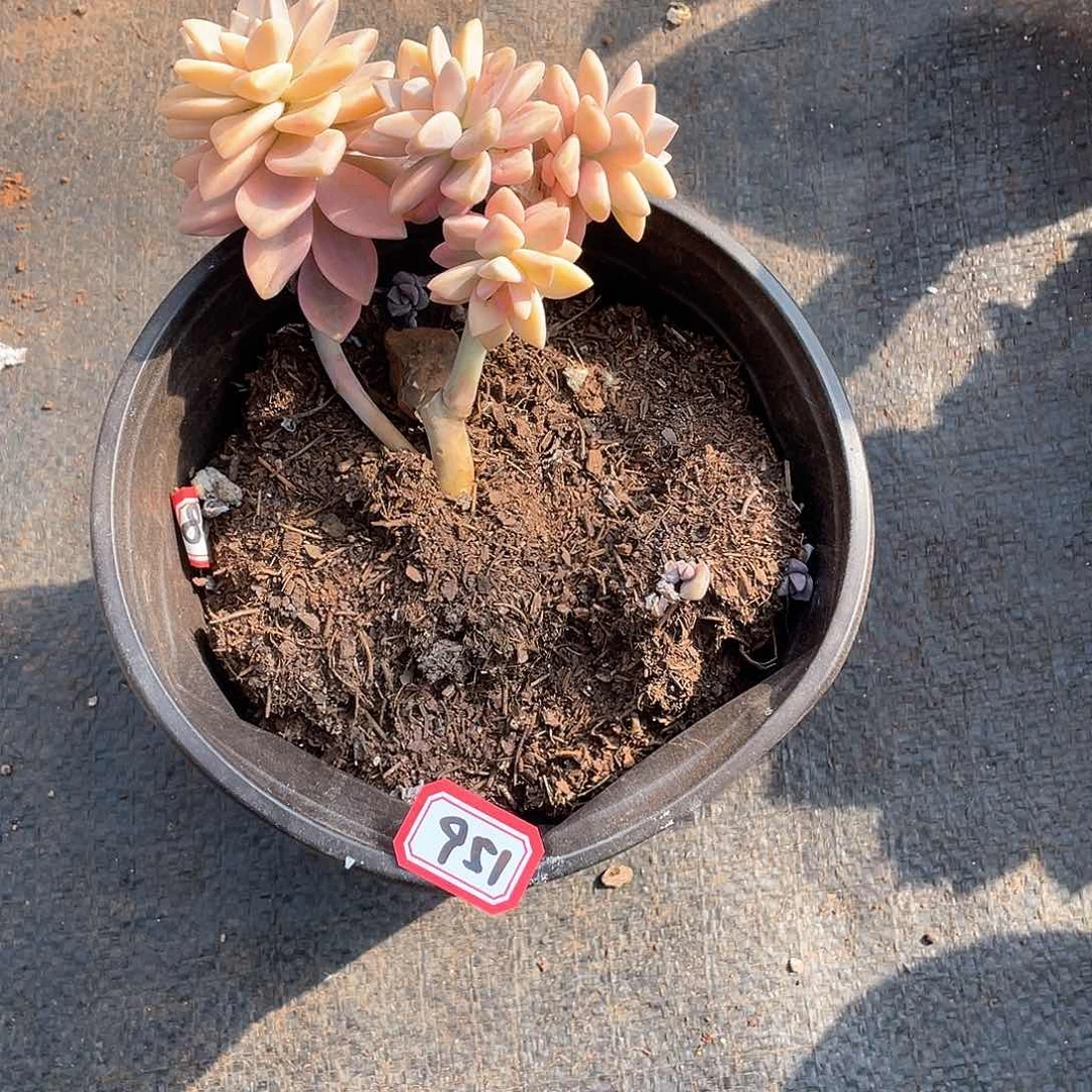 951淡雪锦一物一拍多肉